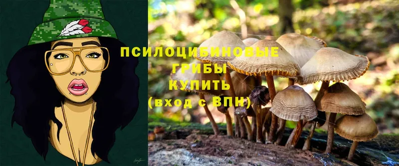 площадка телеграм  Губаха  Псилоцибиновые грибы Psilocybe 